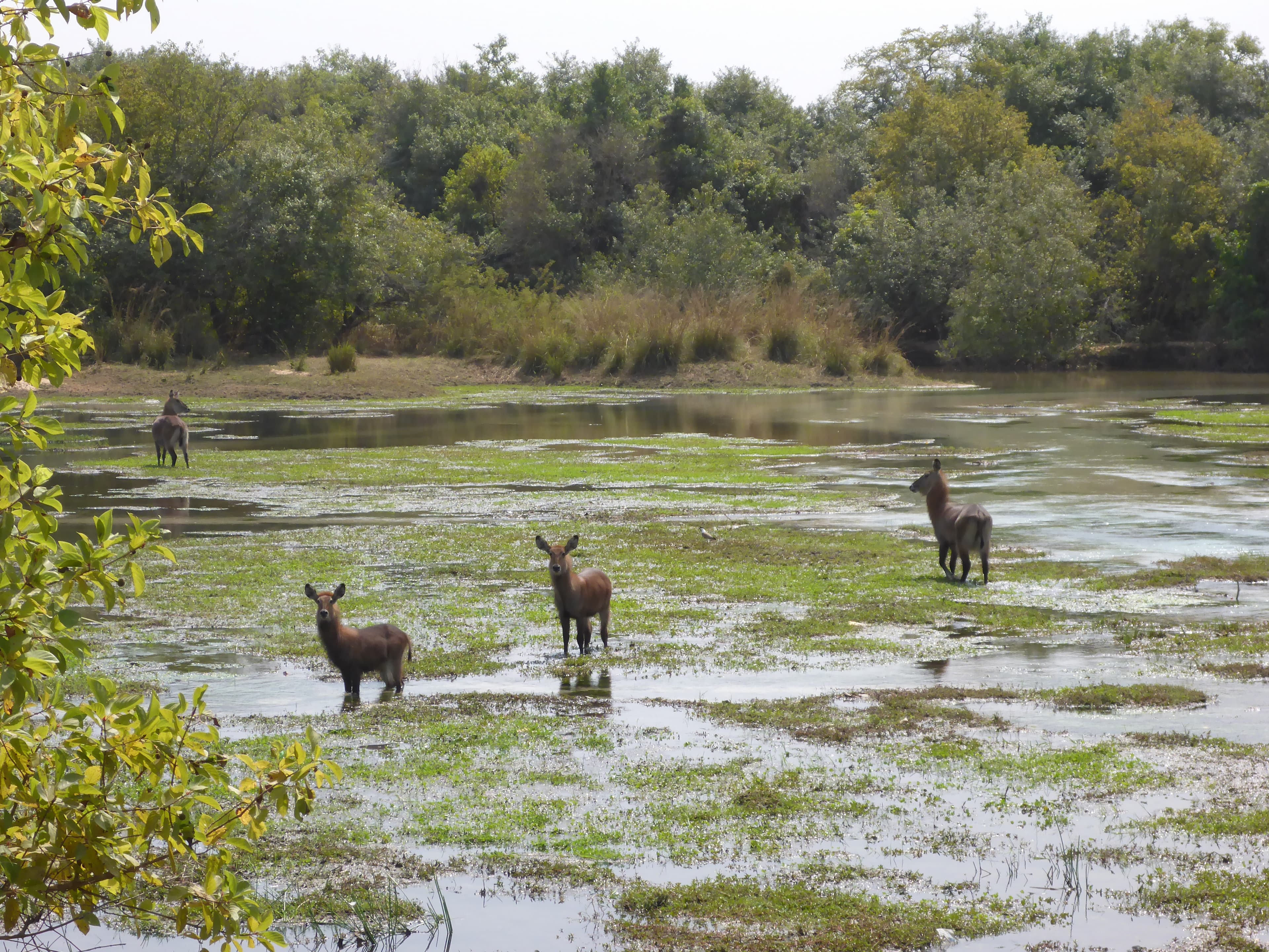 Yankari National Park